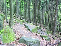 Лес и скалы
